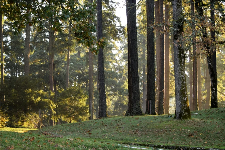 a bench in a forest on the edge of a grassy hill