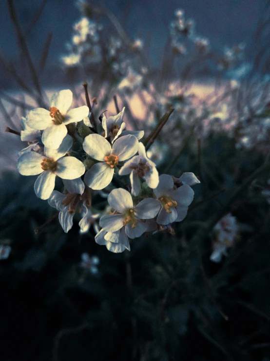 a white flower sits next to some green plants