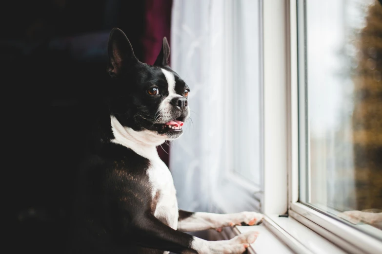 a black and white dog looking out a window