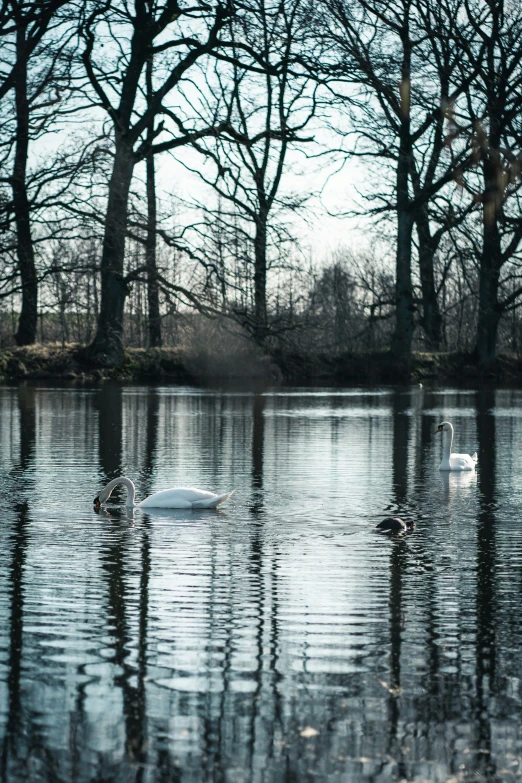 a swan floating on a lake with trees reflected in the water