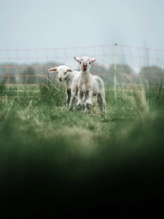 two lambs standing in the grass and looking through a wire fence