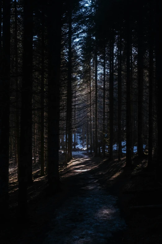 a sunlit path runs through the dark woods