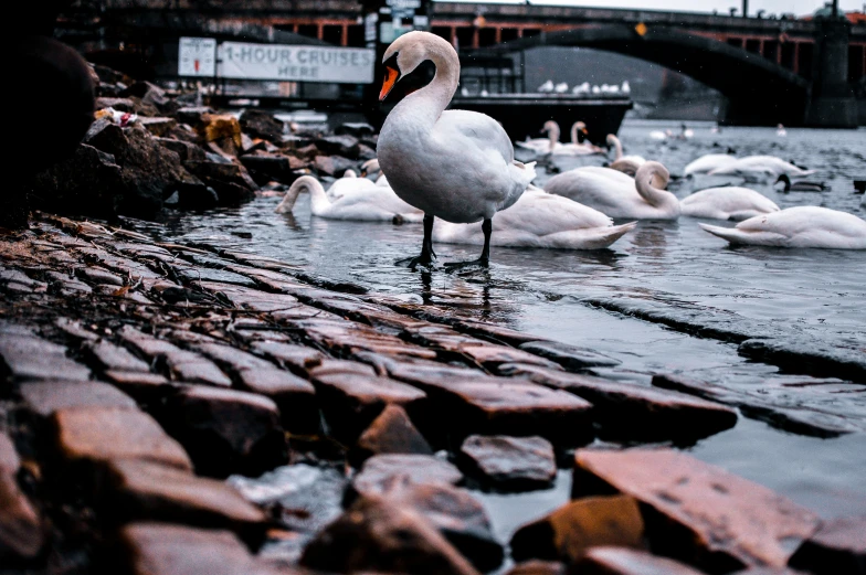 many swans gathered on a brick sidewalk near a waterway