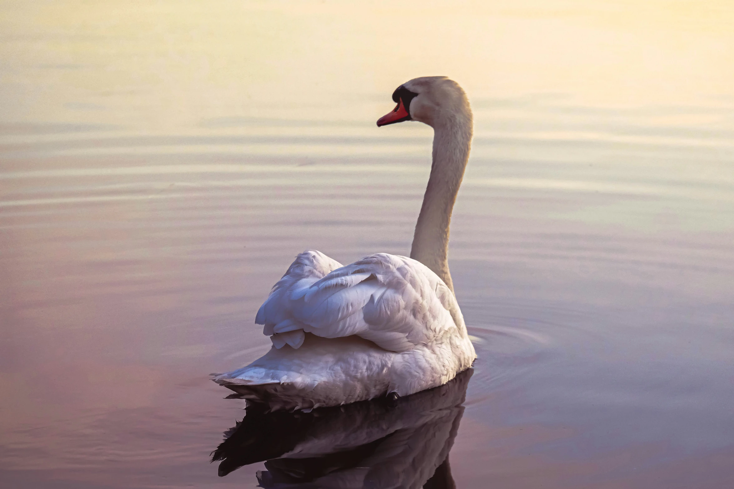 a single white swan floating on top of a body of water