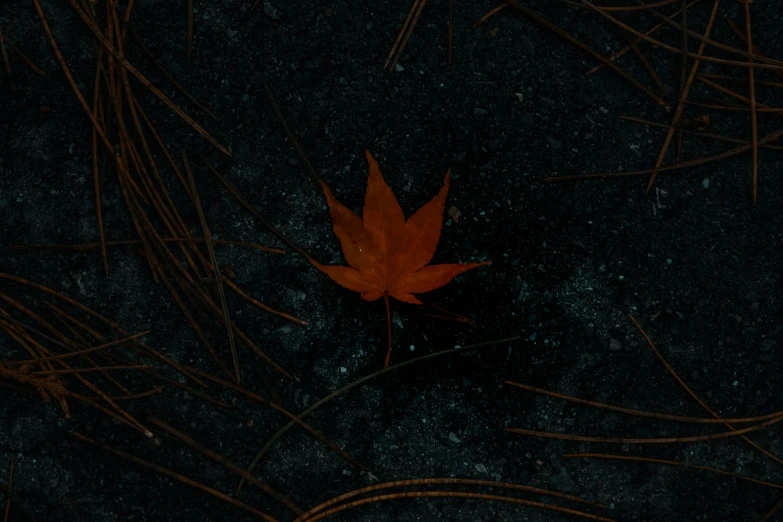 a maple leaf floating on the ground at night