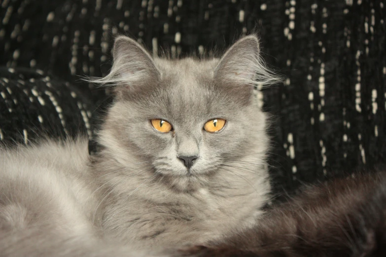 a gray cat with yellow eyes laying on a couch