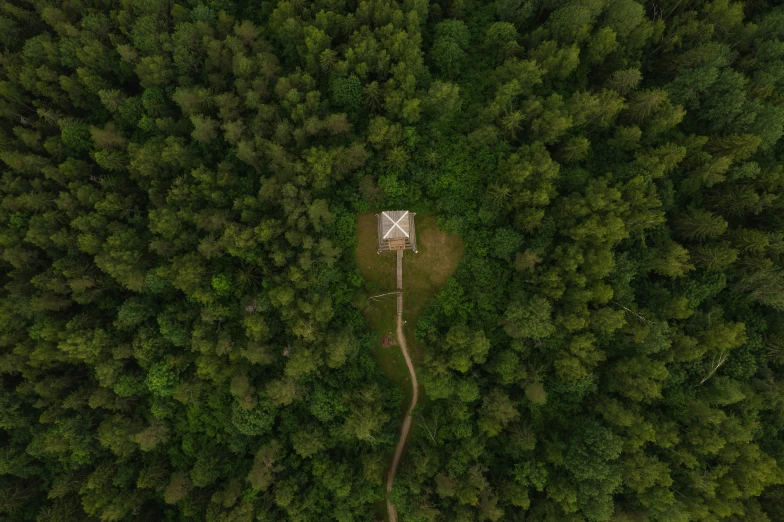 an aerial view of the ground in the forest with trees