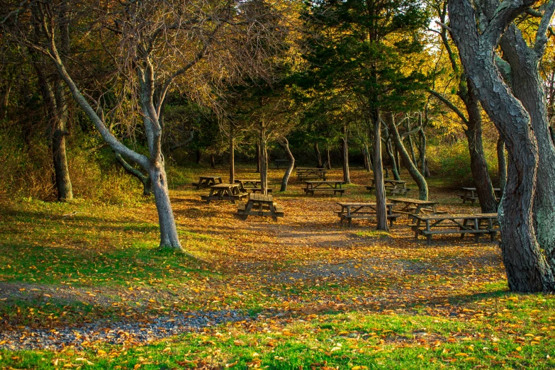 the picnic tables and benches are empty among the trees