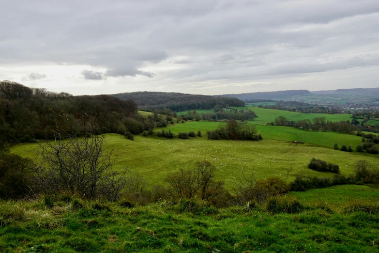 a green pasture with trees in the distance