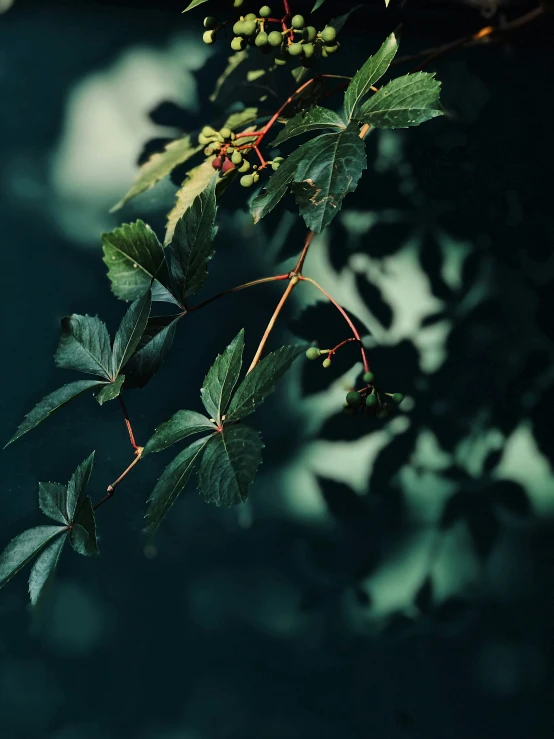 the leaves are next to the red berries