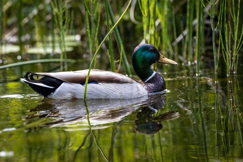 a couple of ducks floating in a pond next to grass