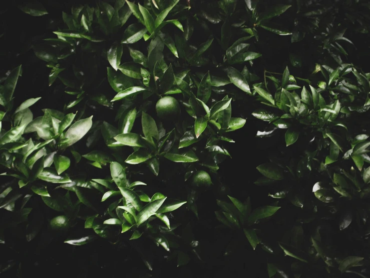 some green leaves on a dark tree with one small light