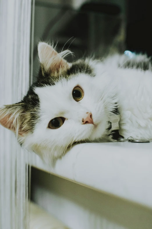 a cat laying down on a window sill