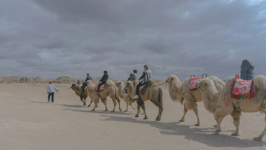 several camels are lined up and being ridden in the desert