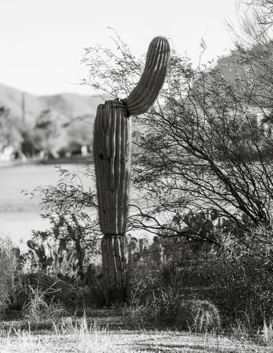 an old saguado tree stands out in front of a cactus and trees