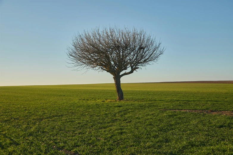 a lone tree stands in the middle of an open field