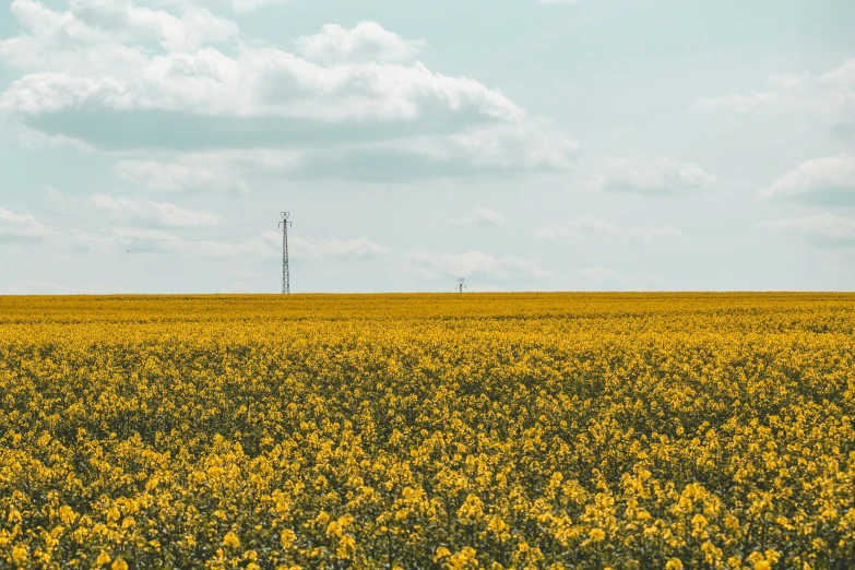 a large field full of yellow flowers under a cloudy sky