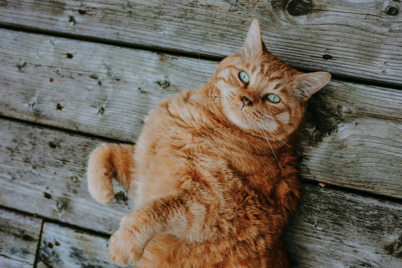 an orange cat with blue eyes lying on a wooden bench