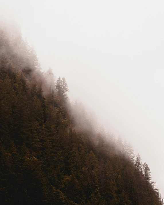 the fog is in the woods on the top of the mountain