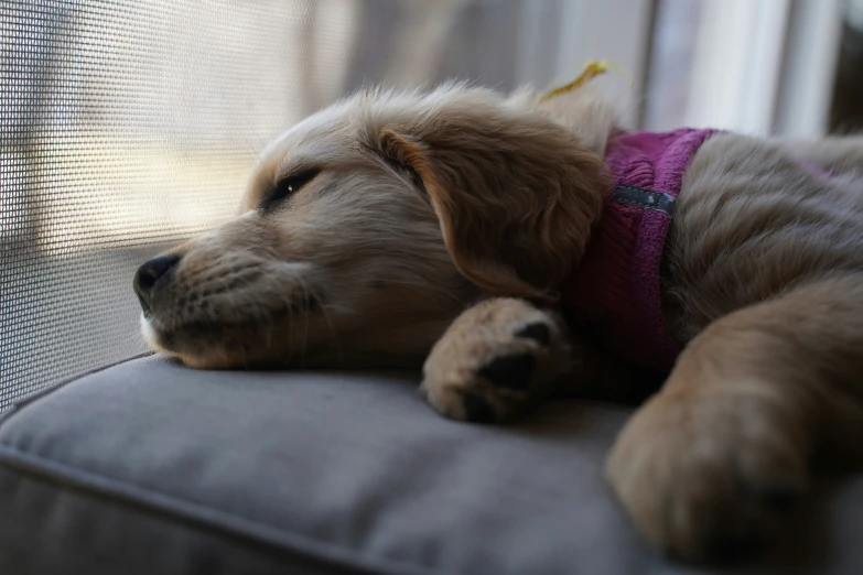 a dog with a bandana sleeping on a sofa