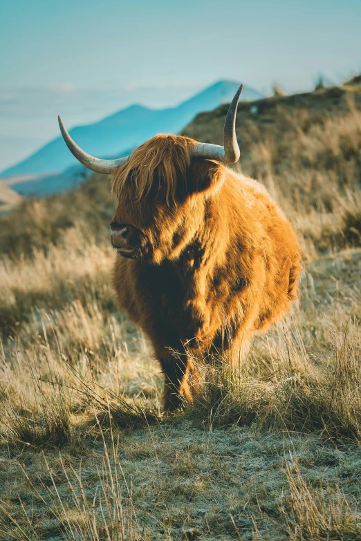 a brown hairy bull with long horns stands in a grassy area