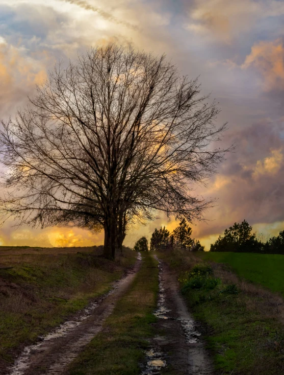 the sunset is setting and the tree stands alone