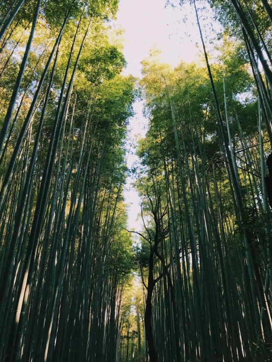 the pathway through a grove of bamboo trees