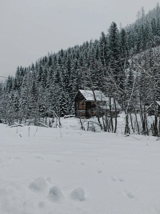 a large wooded area with trees covered in snow