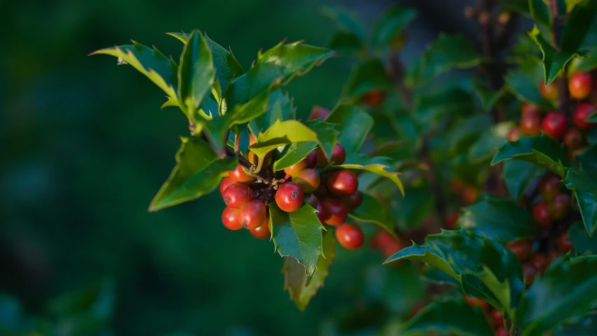 berries are growing on the small green plants