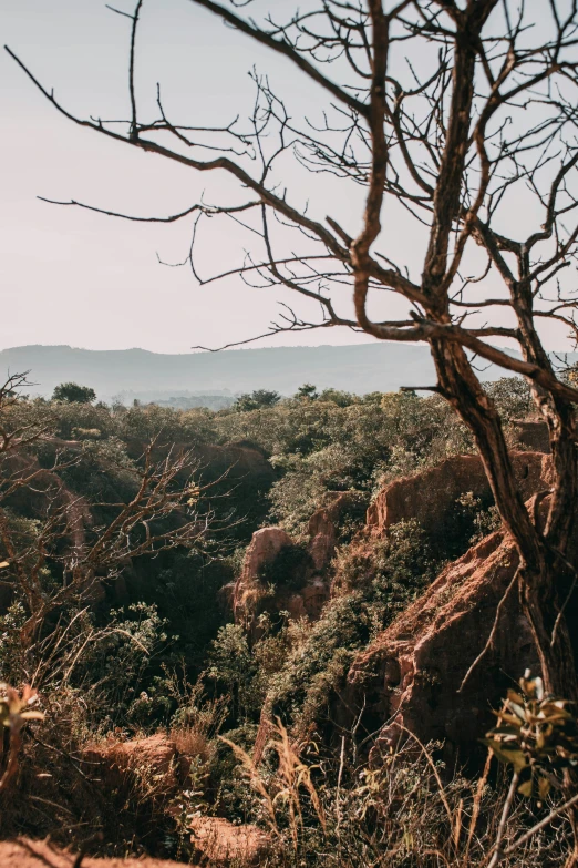 a view of a mountain top with trees and rocks