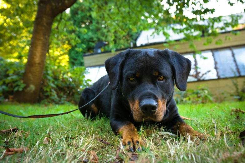 a black and brown dog with leash lying in grass