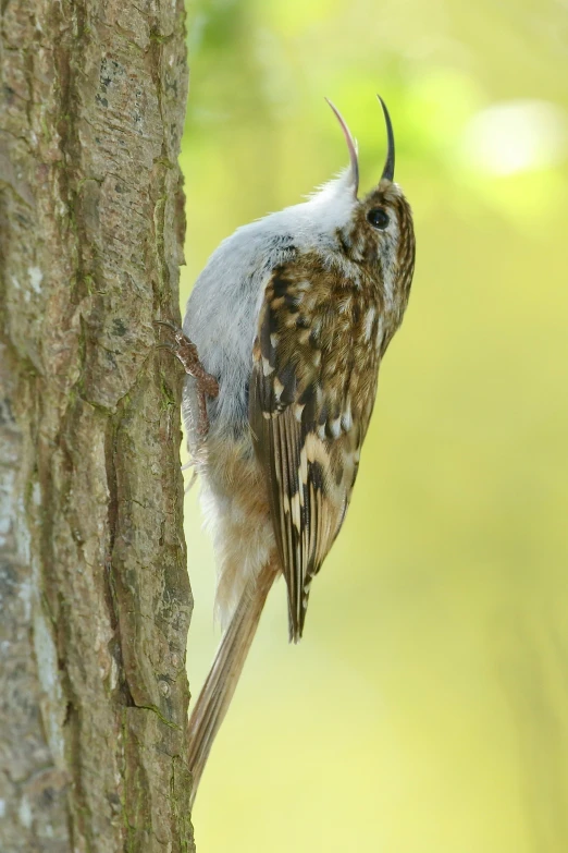 a bird on the side of a tree looking at soing