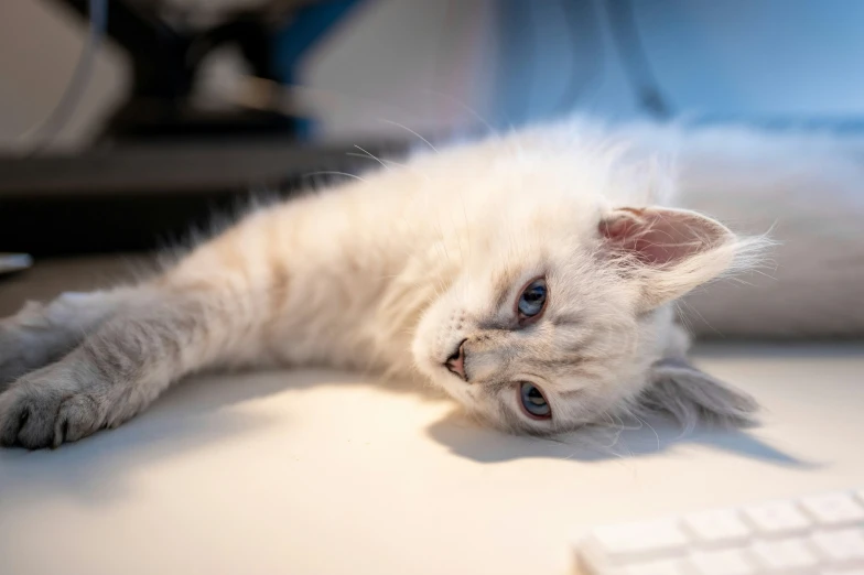 a cat is laying down next to a keyboard