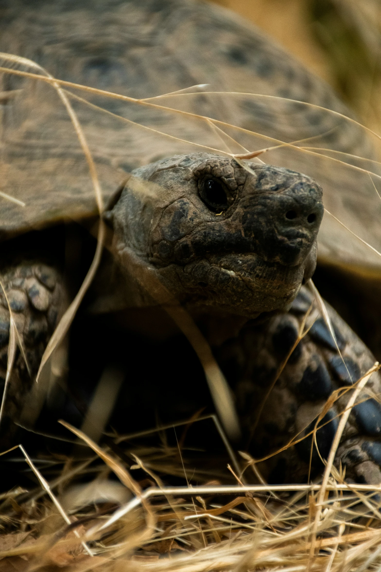close up picture of a tortoise in the brush