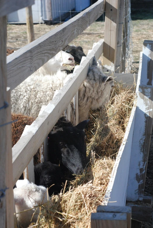 a group of sheep laying in the hay