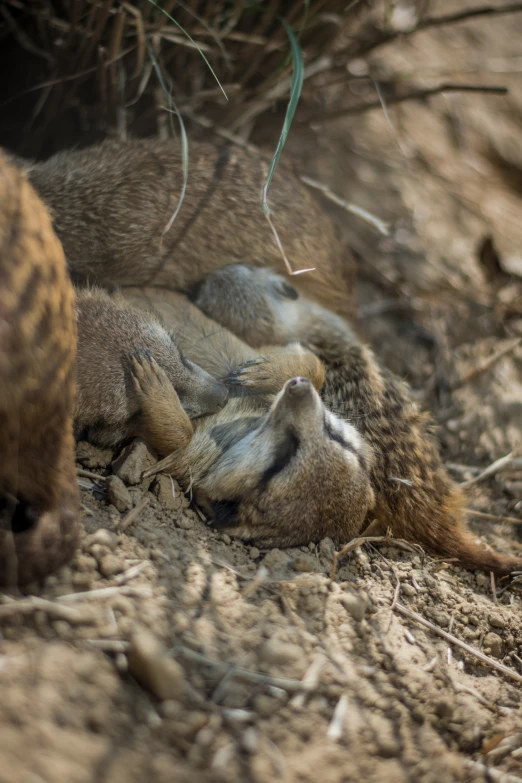 two baby meerkats play with each other while laying down