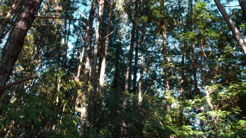 trees are growing around the blue sky in the woods