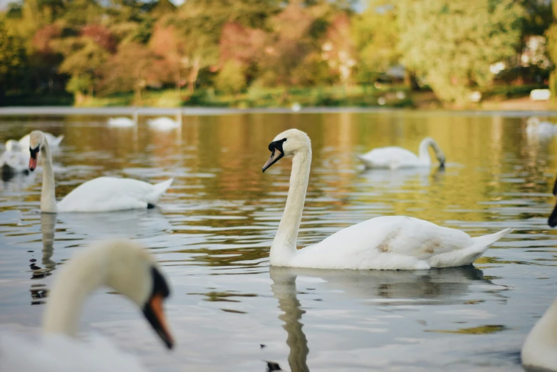 several swan swim around in the water as others walk away from them