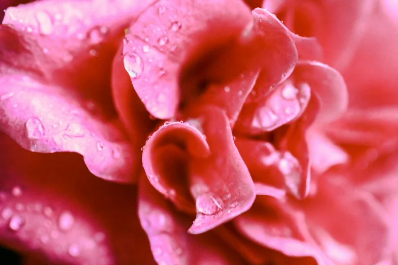 a rose with rain drops on it sitting by itself