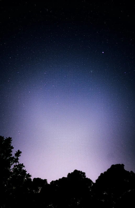 some trees silhouetted by night sky with stars and a person holding umbrella