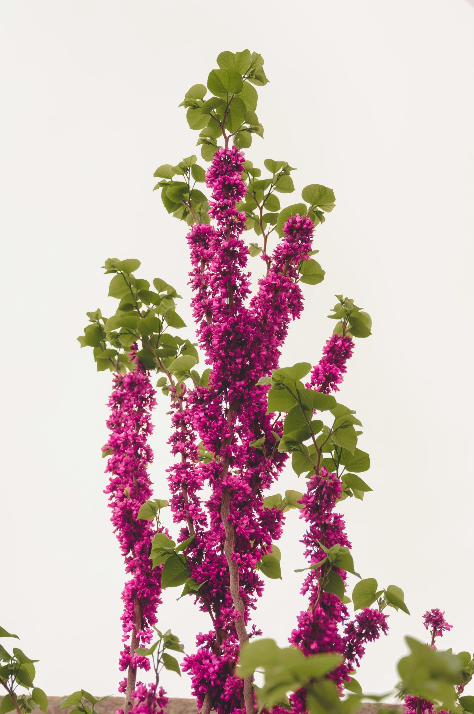 small purple flowers with green leaves in front of grey sky