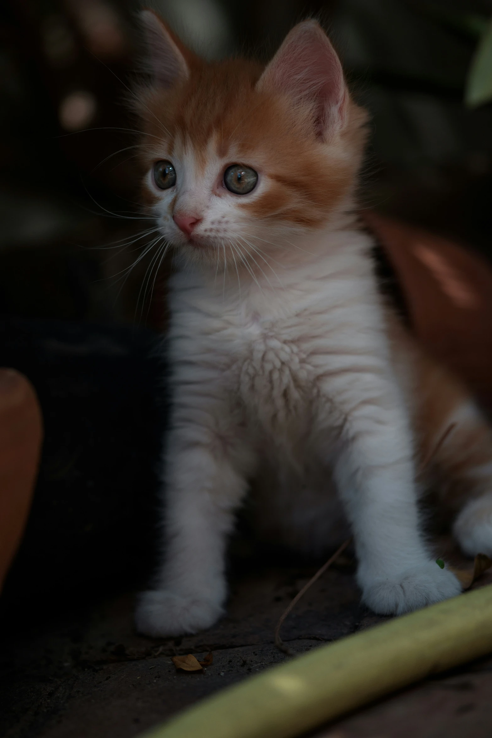 there is a small white kitten with blue eyes