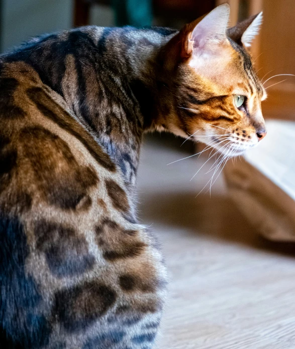 a cat is sitting down on the floor staring