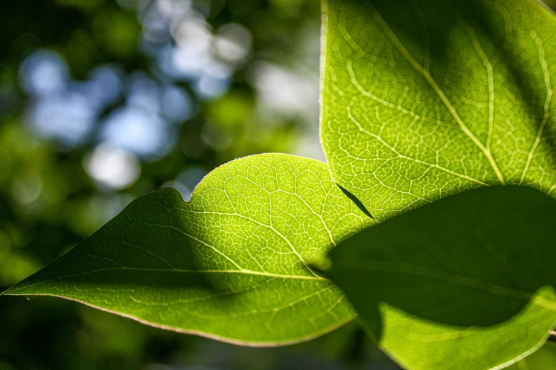 a green leaf hanging over the leaves