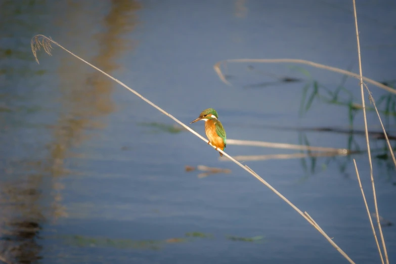 a small bird sitting on a twig near water