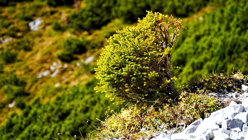 the single green tree has a thick stem