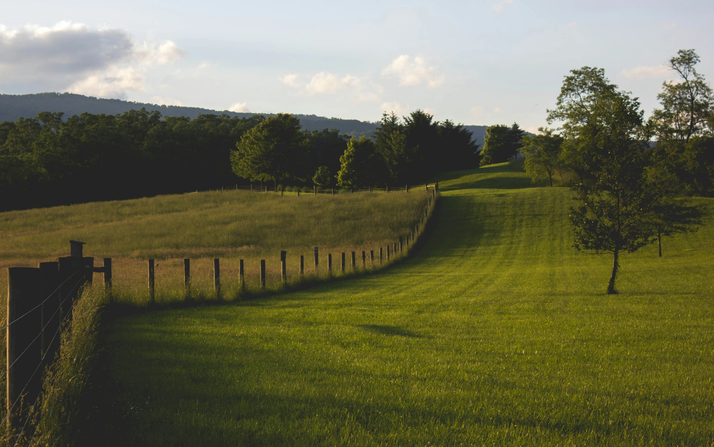 a tree in the middle of a grass field