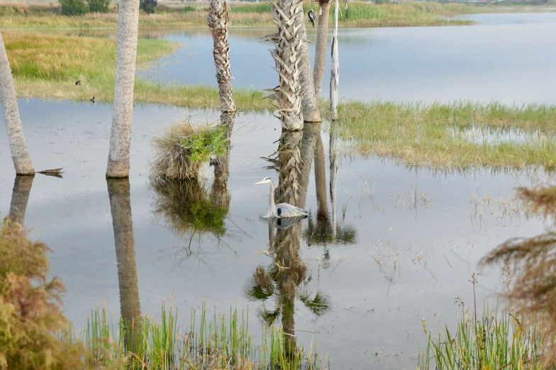 a large water pond with a giraffe walking by it