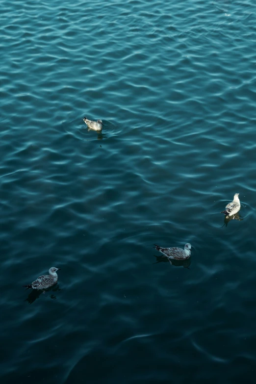 three birds are swimming on the surface of water