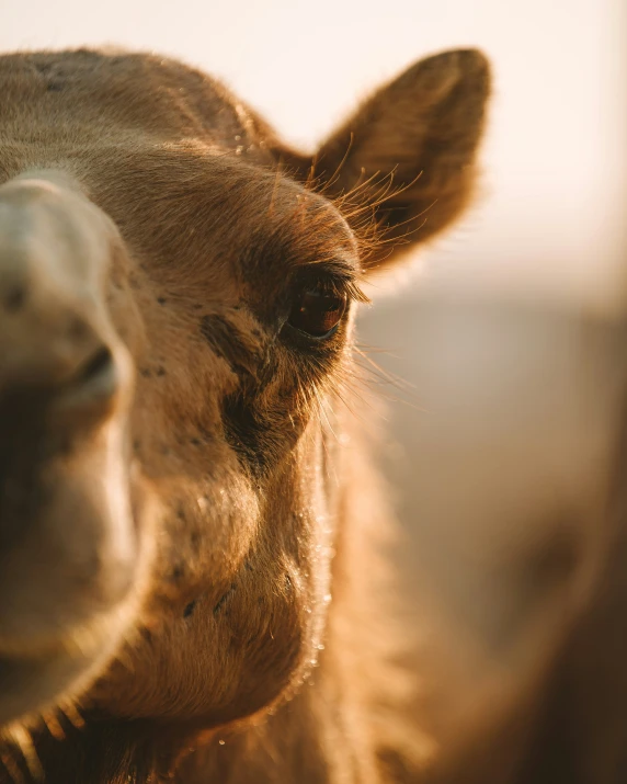 a brown camel staring at the camera with its mouth open